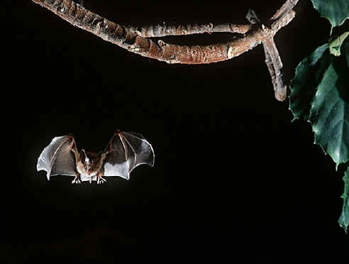 Picture of bat flying